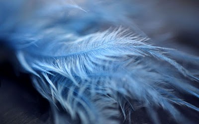 Feathers_by_AutumnWindFoxy